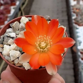 Rebutia christinae  WR 492a Tarija