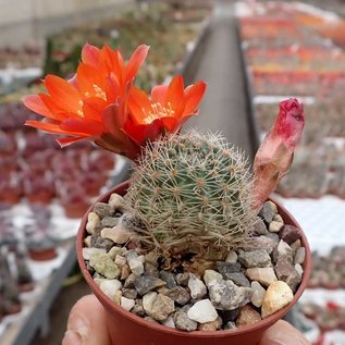 Rebutia christinae  WR 492a Tarija