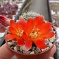 Rebutia christinae  WR 492a Tarija