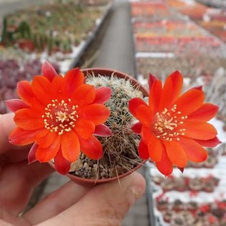 Rebutia camargoensis  WR 311 Culpina, Camargo, Chuquisaca, (syn. Aylostera)