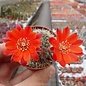 Rebutia camargoensis  WR 311 Culpina, Camargo, Chuquisaca, (syn. Aylostera)