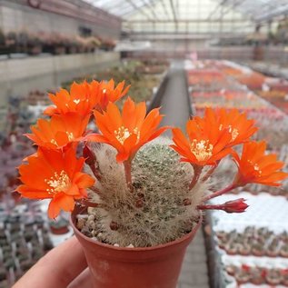 Rebutia albipilosa