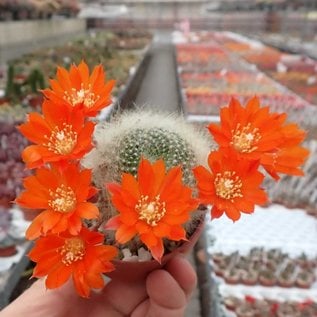 Rebutia albipilosa