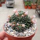 Mammillaria painteri  monstruosa