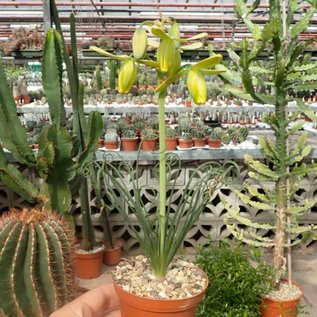 Albuca spiralis cv. Frizzle Sfrigolio