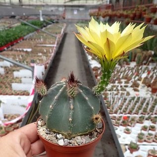 Echinocereus subinermis