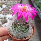 Mammillaria guelzowiana