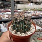 Sclerocactus brevihamatus