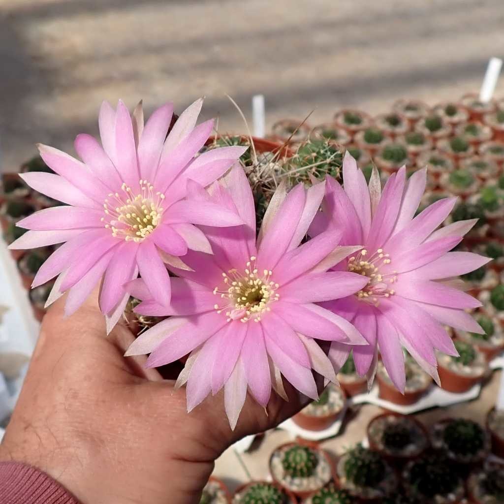 Lobivia wrightiana v. ollaoana Uhlig Kakteen Über 5000 verschiedene