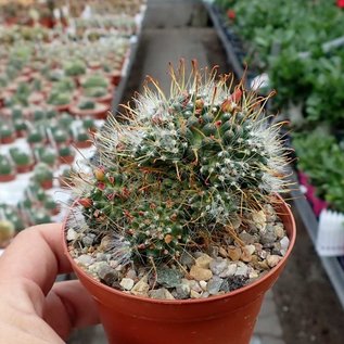 Mammillaria painteri  monstruosa cv. Longispina