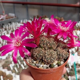 Sulcorebutia callichroma v. callichroma HS 078 Presto, Chuquisaca, Zudanez, Bolivien, 2750 m, bis 2019 noch als pulchra bezeichnet