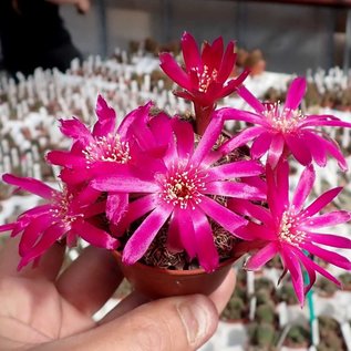 Sulcorebutia callichroma v. callichroma HS 078 Presto, Chuquisaca, Zudanez, Bolivien, 2750 m, bis 2019 noch als pulchra bezeichnet