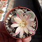 Rebutia albiflora-Hybride