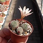 Rebutia albiflora-Hybride