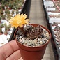 Rebutia einsteinii  VS 100 Nevado de Acay, Salta, Argentinien