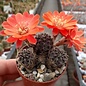 Rebutia euanthema v. oculata KK 973 Challapata, 4000 m Bolivien, (syn. Mediolobivia)