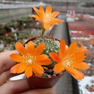 Rebutia fiebrigii  WK 1190 nördlich Carachimayo