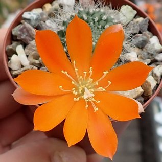 Rebutia fiebrigii  WK 1190 nördlich Carachimayo