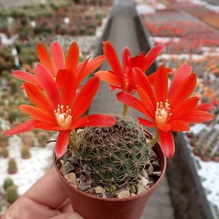 Rebutia gibbulosa  KK 1563 Rio Playa, 2800 m, Bolivien