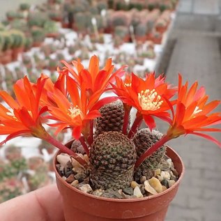 Rebutia heliosa v. condorensis L 401 Condor Pass, Bolivien