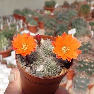 Rebutia hoffmannii   WR 521a Santa Victoria, Iruya, Salta