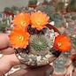 Rebutia hoffmannii   WR 521a Santa Victoria, Iruya, Salta