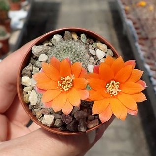 Rebutia hoffmannii   WR 521a Santa Victoria, Iruya, Salta