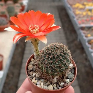 Rebutia huasiensis  WR 313 Culpina. Camargo, Chuquisaca