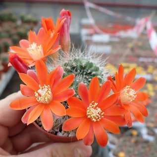 Rebutia jujuyana   Terma de Reyes, Argentinien, 1900 m, (syn. Aylostera)