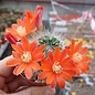 Rebutia jujuyana   Terma de Reyes, Argentinien, 1900 m, (syn. Aylostera)