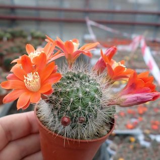 Rebutia jujuyana   Terma de Reyes, Argentinien, 1900 m, (syn. Aylostera)