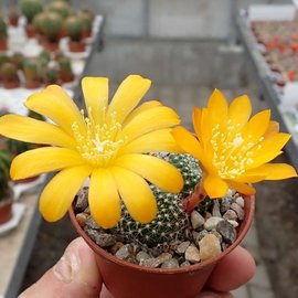 Rebutia krainziana cv. Aureiflora