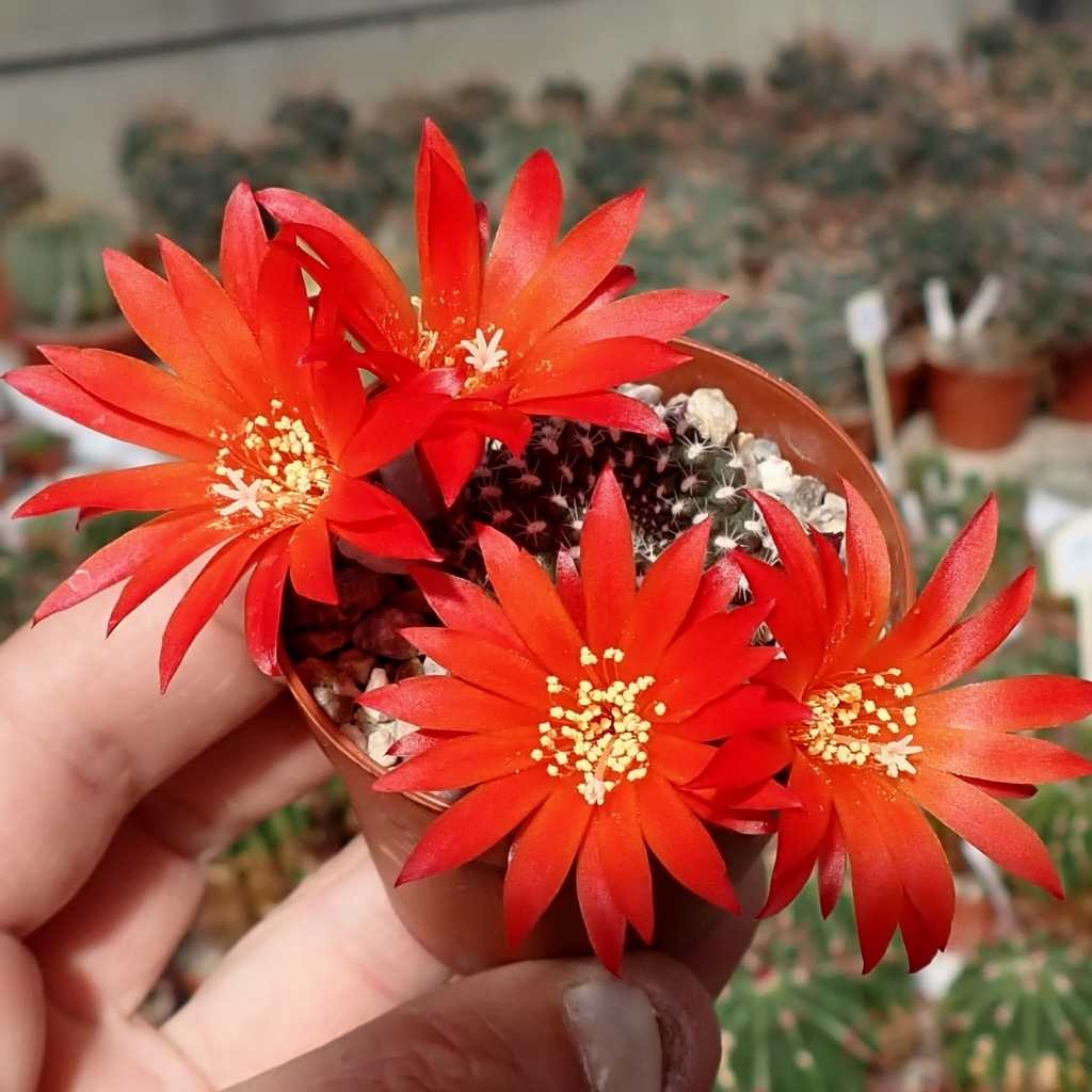 Rebutia krainziana cv. Rubriflora Uhlig Kakteen Über 5000