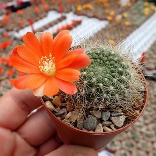 Rebutia kupperiana  FR 762