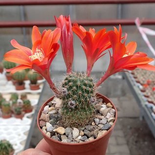 Rebutia lateritia  KK 1519 Bolivien, Potosi-Ballestro, 3800 m