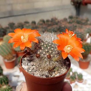 Rebutia leuconella  KK 1835