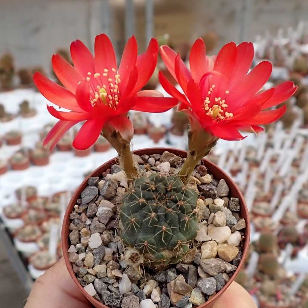 Rebutia melachlora v. FR 772 Incahuasi, Chuquisaca, Bolivia - Uhlig ...