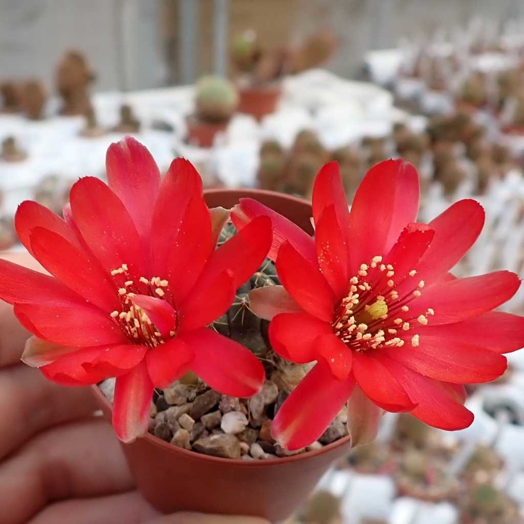 Rebutia melachlora v. FR 772 Incahuasi, Chuquisaca, Bolivia - Uhlig ...