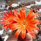 Rebutia minuscula v. grandiflora