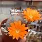 Rebutia muscula