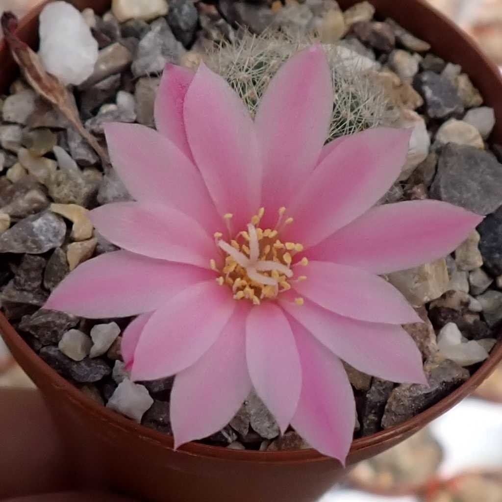 Rebutia narvaecensis (syn. Aylostera) - Uhlig Kakteen - more than 5,000