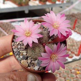 Rebutia narvaecensis   (syn. Aylostera)