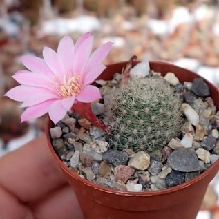 Rebutia narvaecensis   (syn. Aylostera)