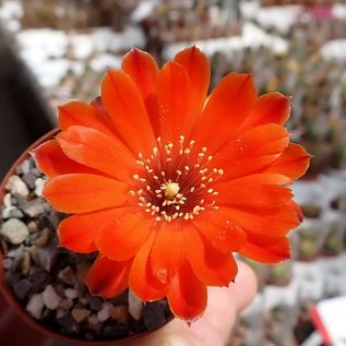 Rebutia patericalyx v. odontopetala FR 757 syn. odontopetala