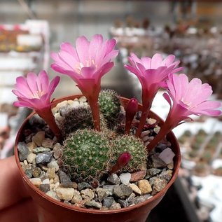 Rebutia perplexa