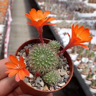 Rebutia pumila L 351  ValleGrande, Bolivien     (Samen)