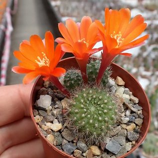 Rebutia pumila L 351  ValleGrande, Bolivien     (Graines)