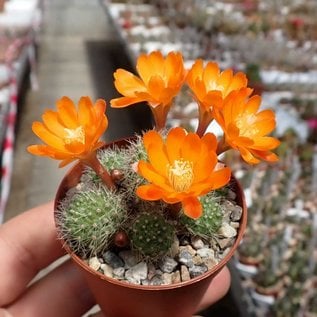 Rebutia pulvinosa