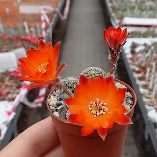 Rebutia schatzliana  WR 640 Chuquisaca, Camargo, Culpina, North Cintipucara