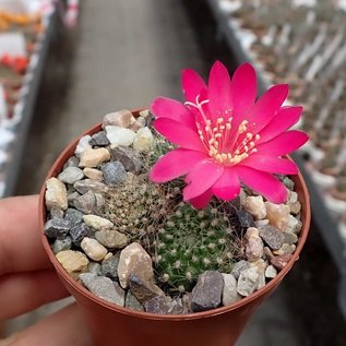 Rebutia senilis v. lilacino-rosea